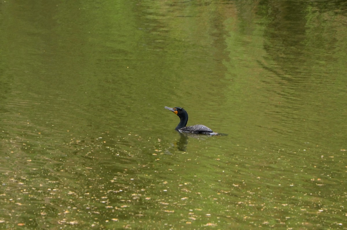 Double-crested Cormorant - ML300780761