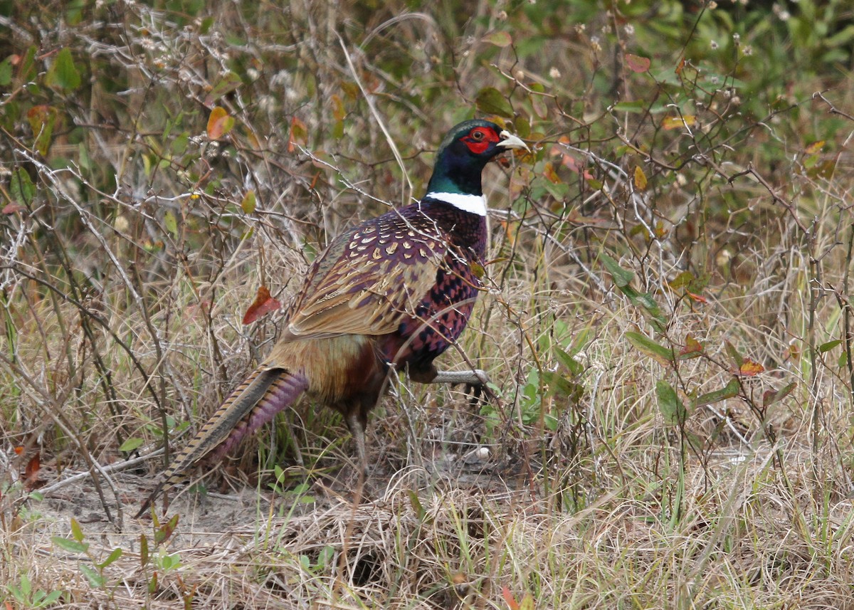 פסיון מצוי - ML300781941