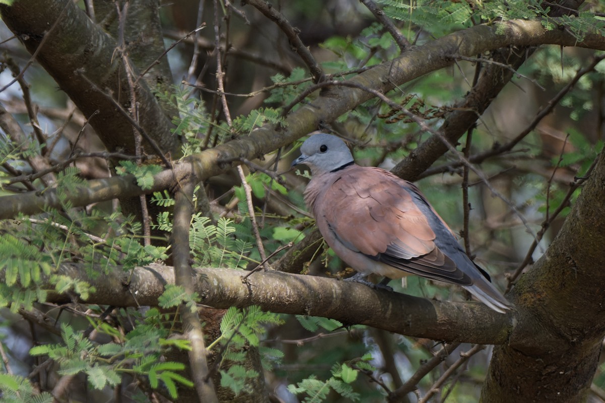 Red Collared-Dove - Debasish Tapna