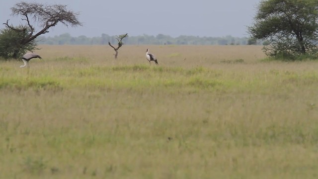 Wattled Crane - ML300782551
