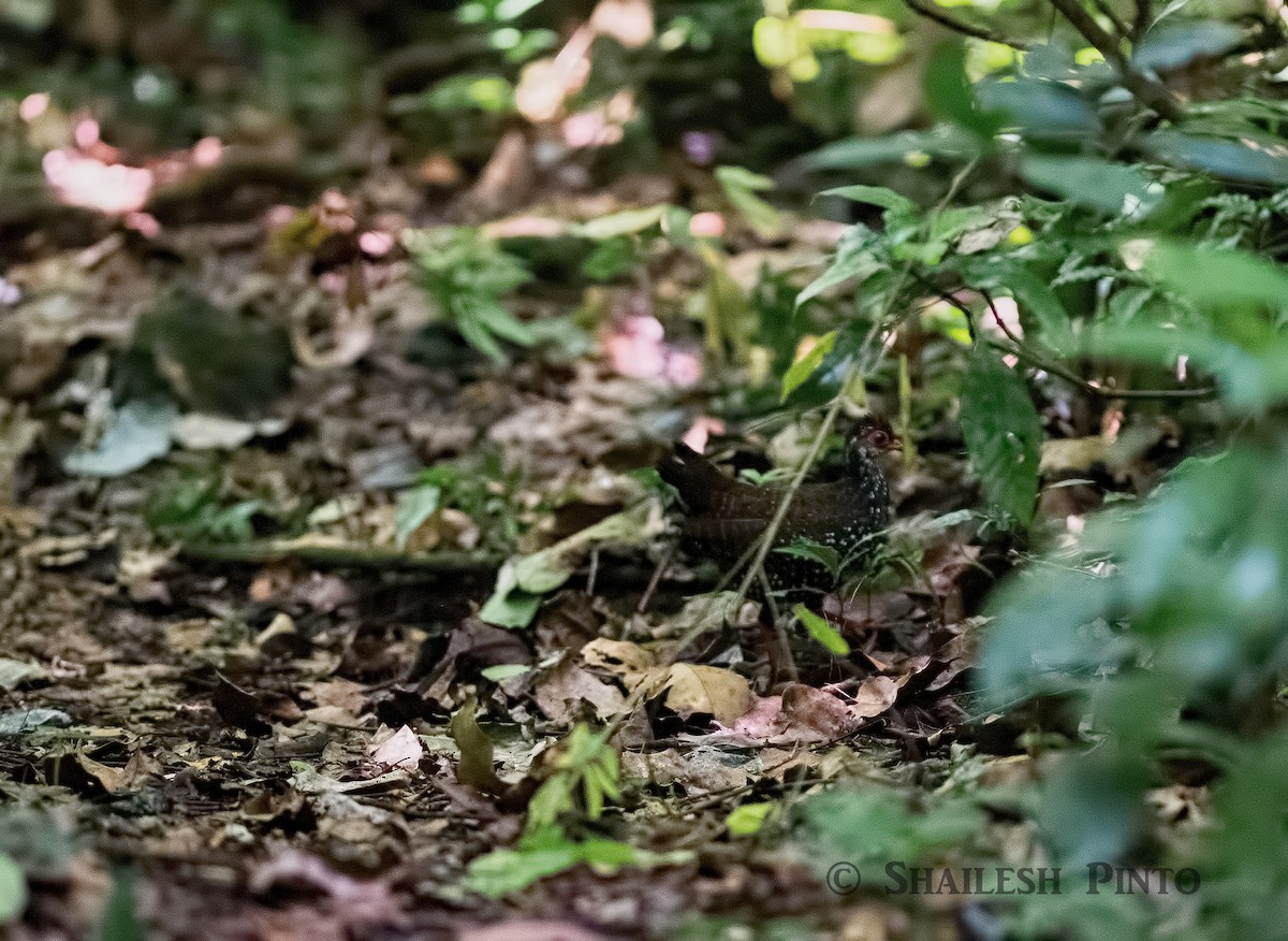 Nahan's Partridge - Shailesh Pinto