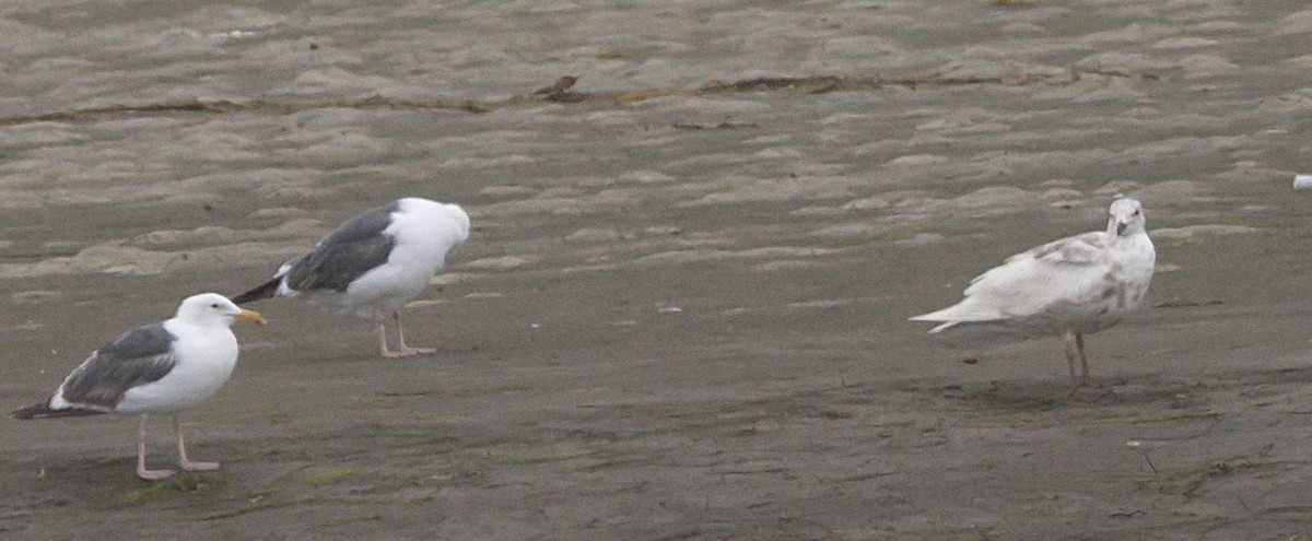 Glaucous-winged Gull - Terry  Hurst