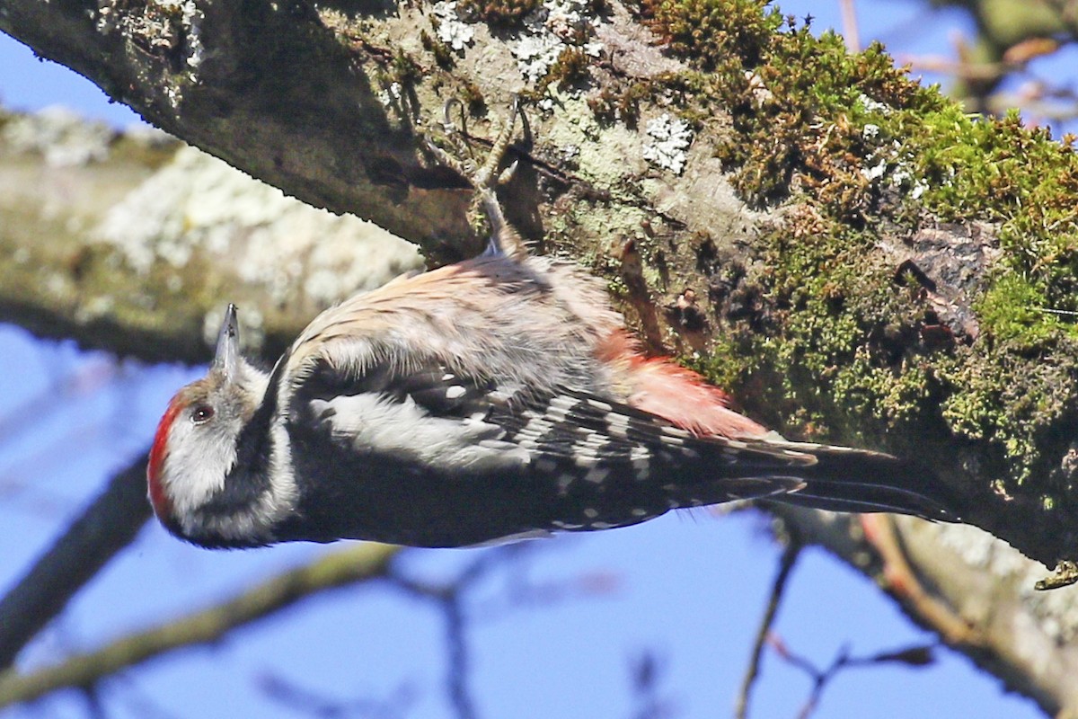 Great Spotted Woodpecker - Steven Whitebread