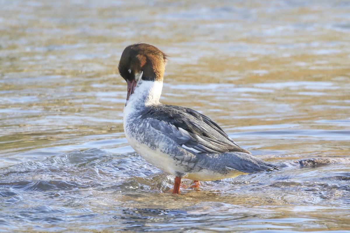 Common Merganser - ML300786791