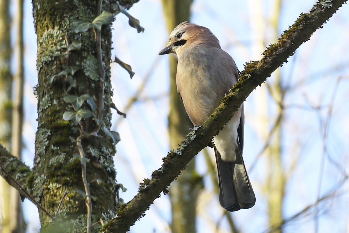 Eurasian Jay - ML300786861