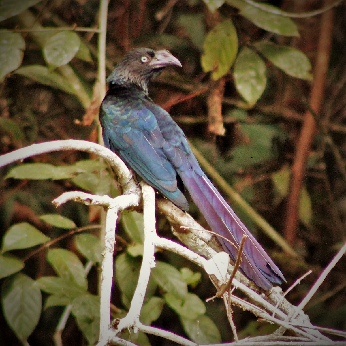 Garrapatero Mayor - ML300787821