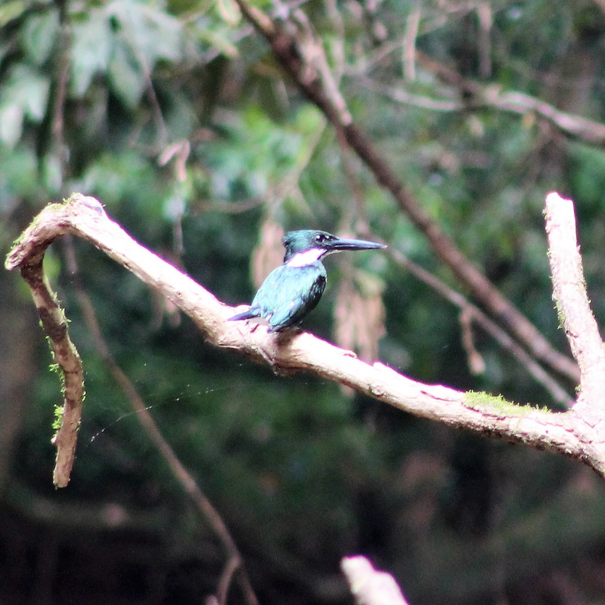 Amazon Kingfisher - ML300787871