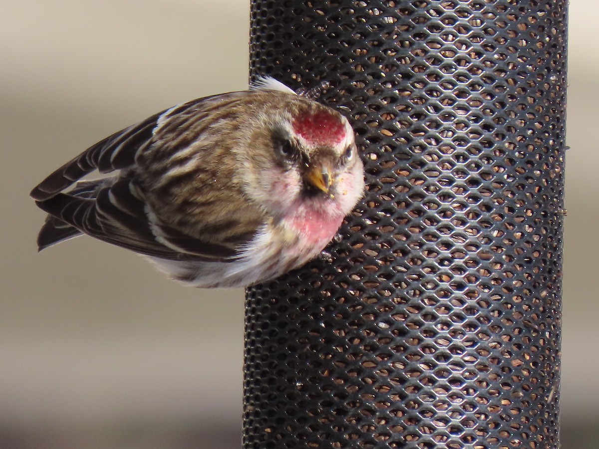 Redpoll (Common) - ML300788001
