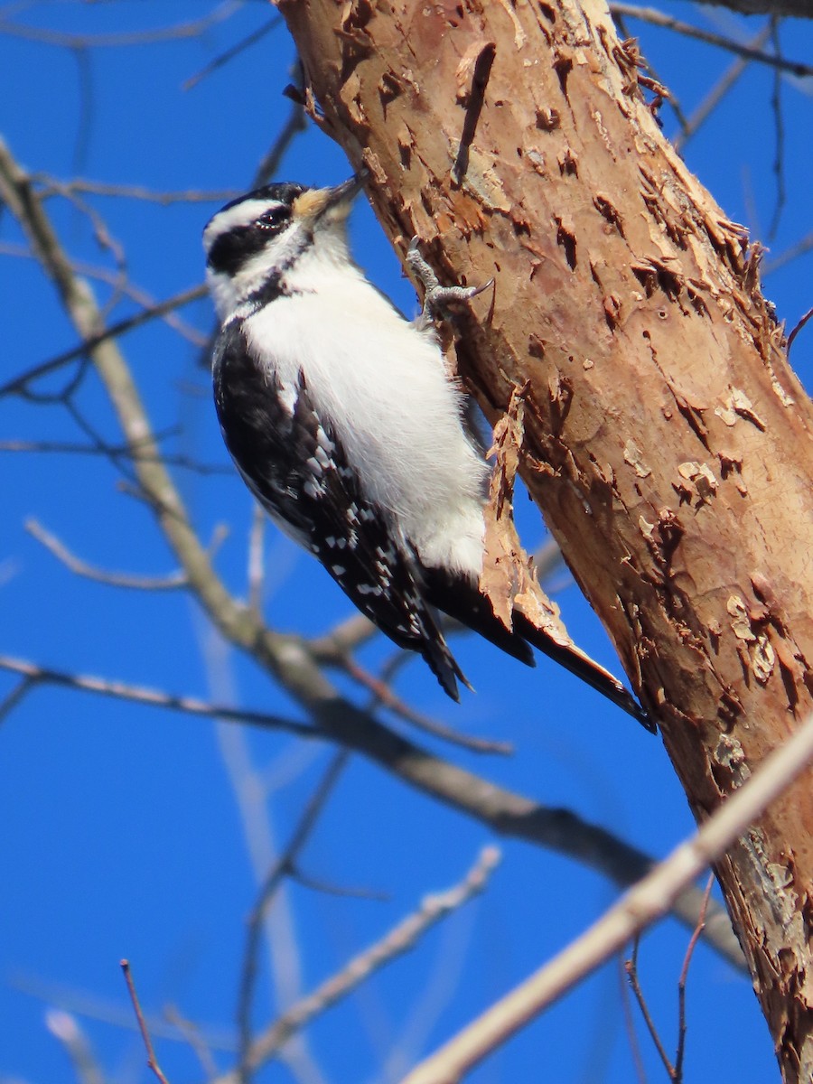 Hairy Woodpecker - ML300788081