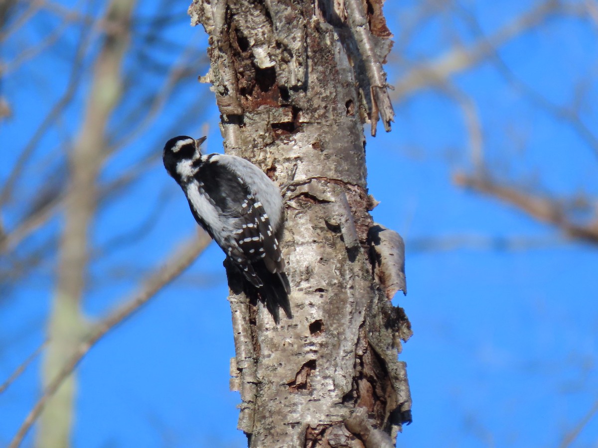 Hairy Woodpecker - ML300788091