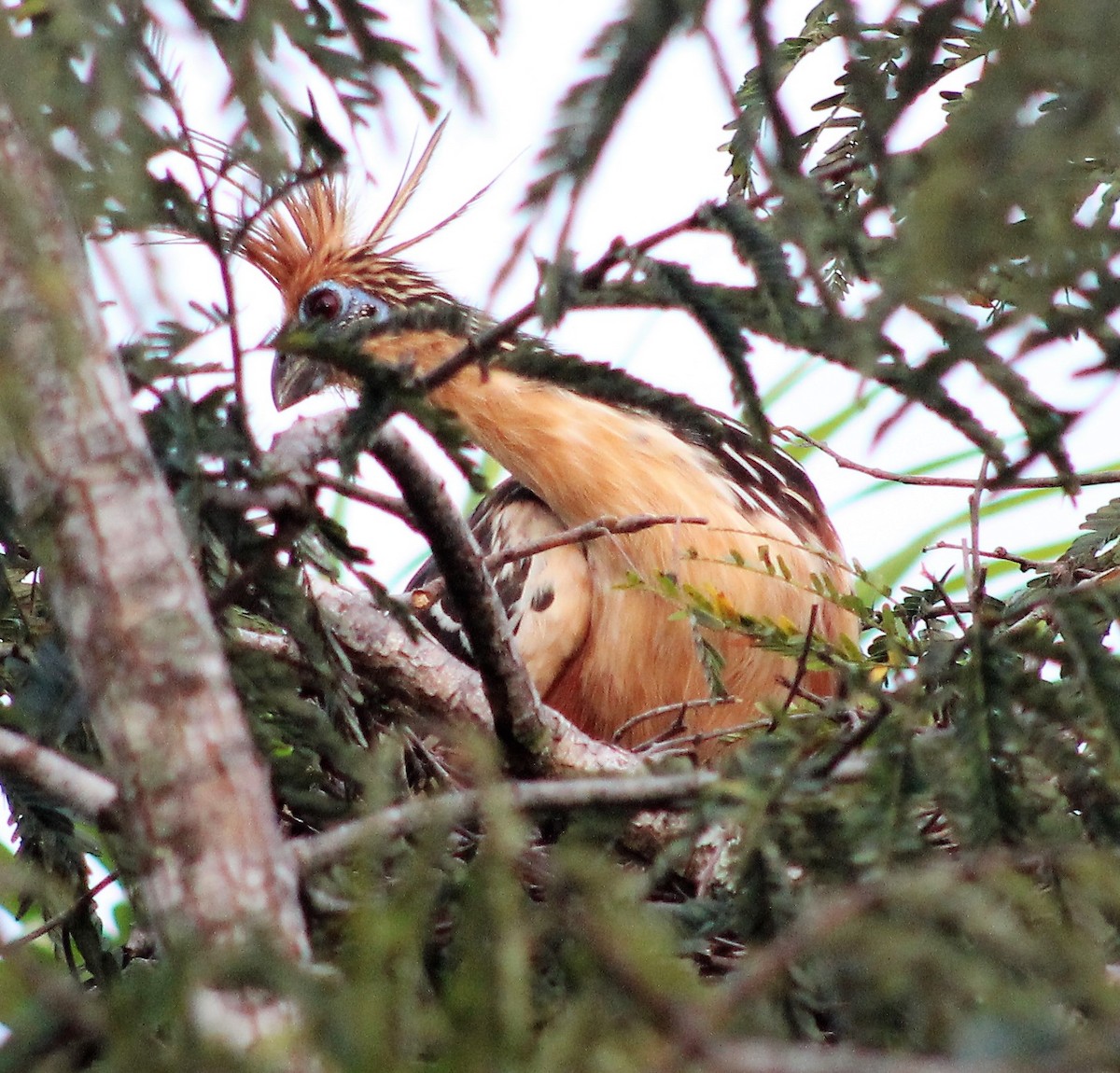 Hoatzin - ML300788311