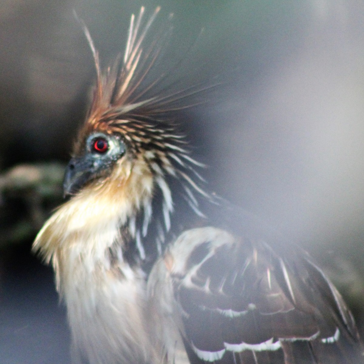 Hoatzin - ML300788321