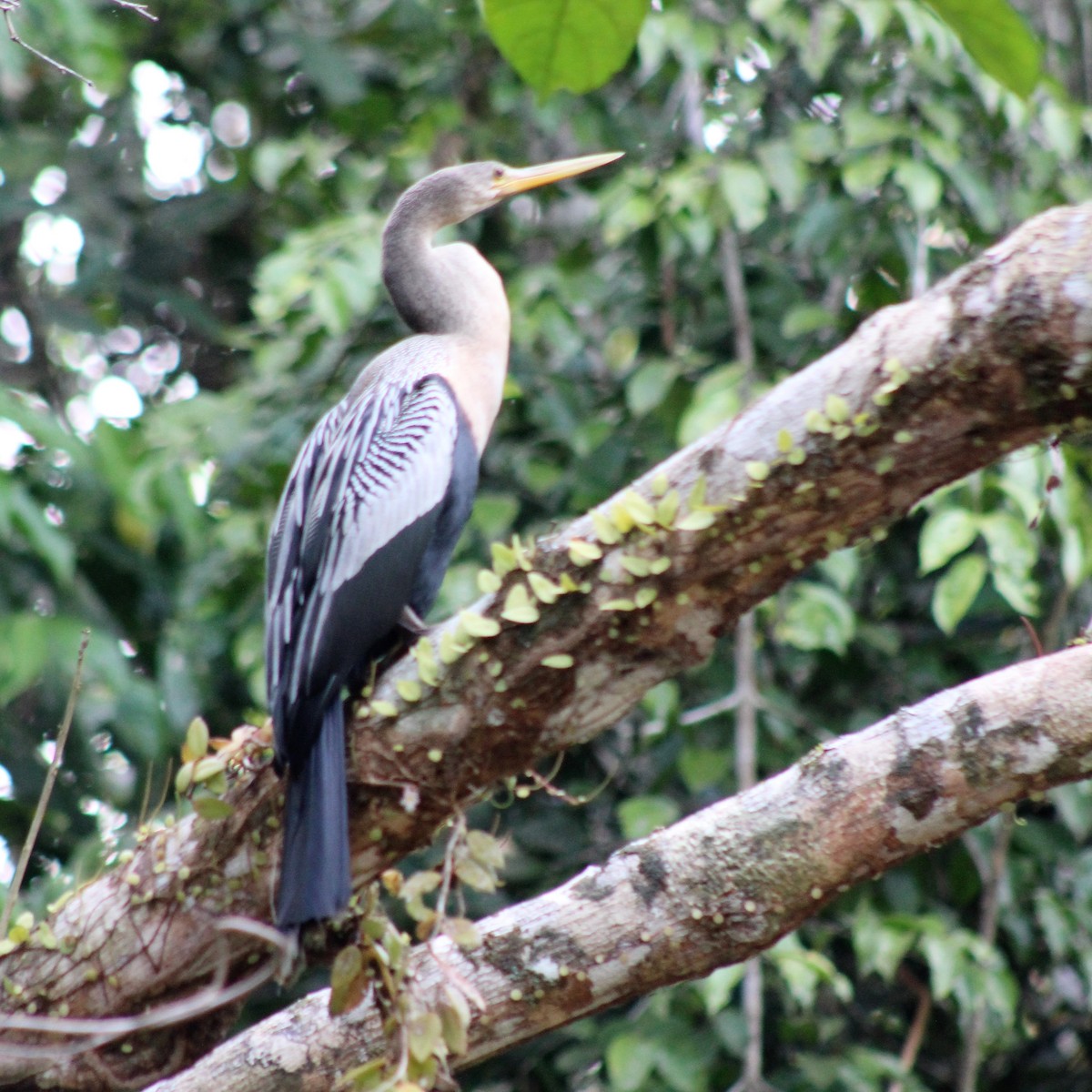 Anhinga d'Amérique - ML300788401