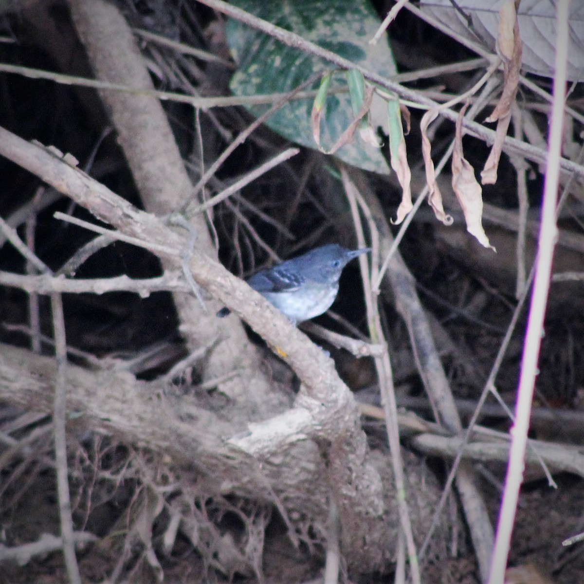 Black-chinned Antbird - ML300788681