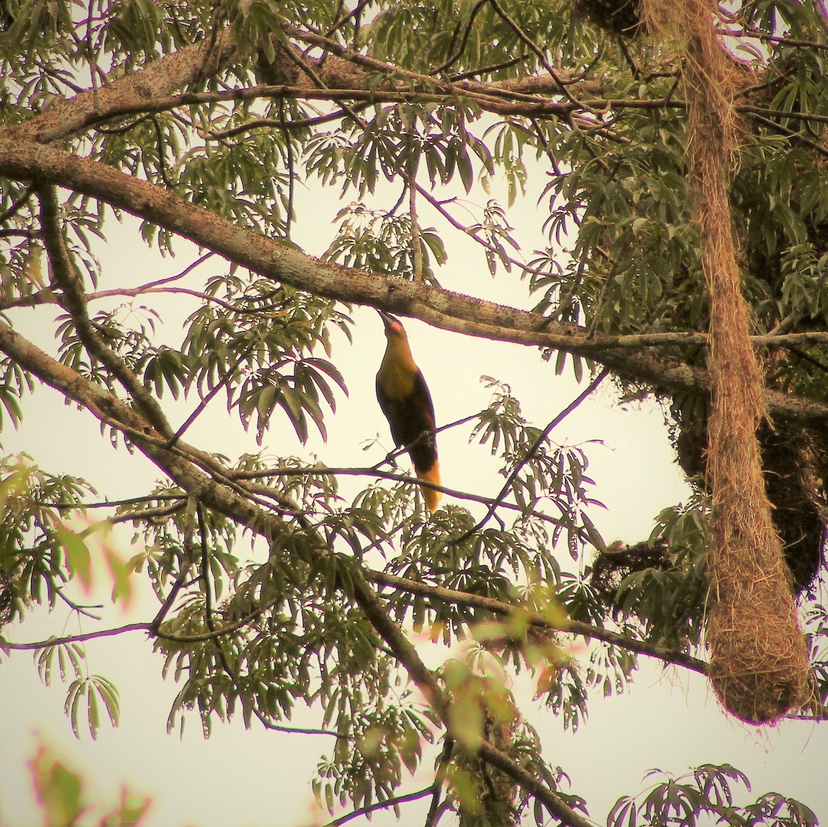 Olive Oropendola (Amazonian) - ML300788701