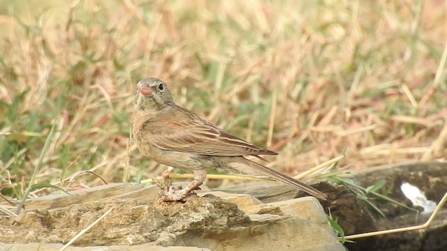 Gray-necked Bunting - ML300788801