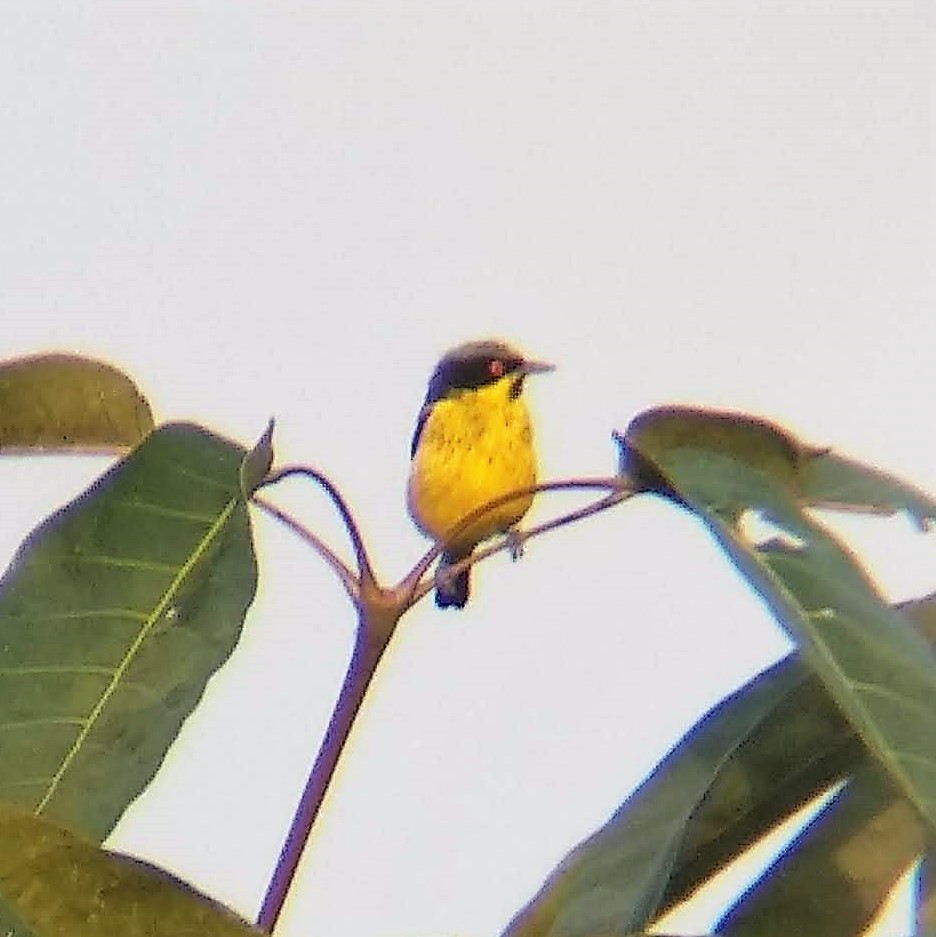 Yellow-bellied Dacnis - ML300788861