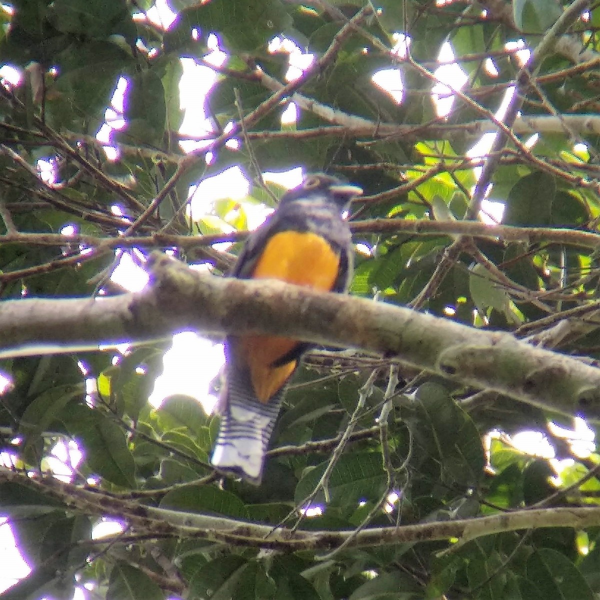 Trogon d'Amazonie - ML300788971