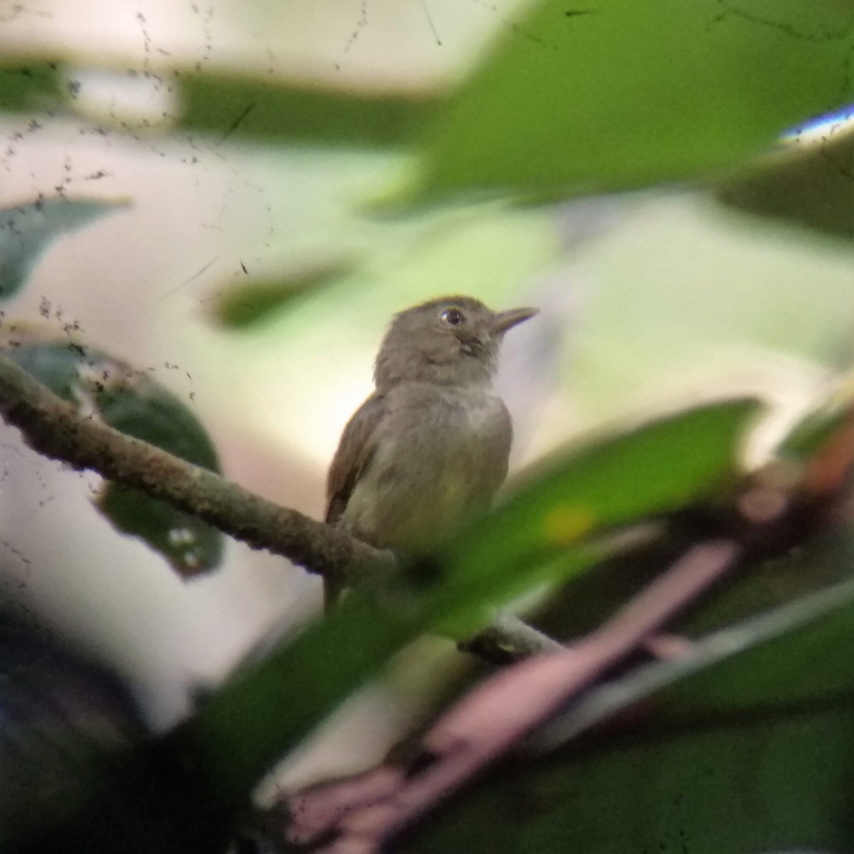 Dwarf Tyrant-Manakin - ML300789021