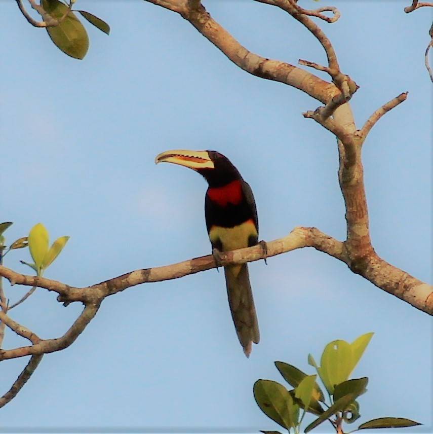 Ivory-billed Aracari - ML300789151