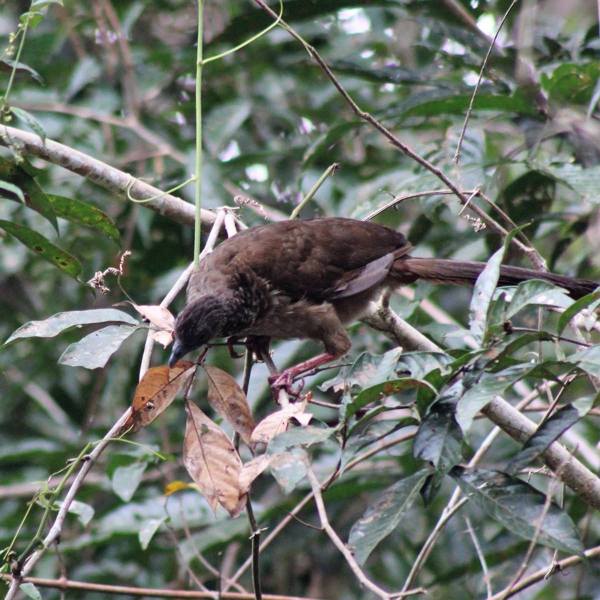 Speckled Chachalaca - ML300789721