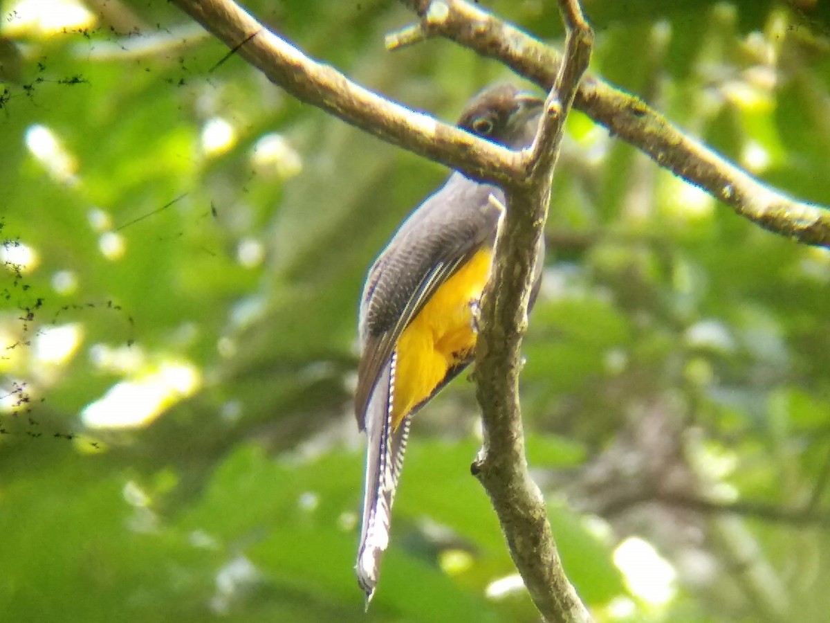 trogon zelenohřbetý - ML300789791