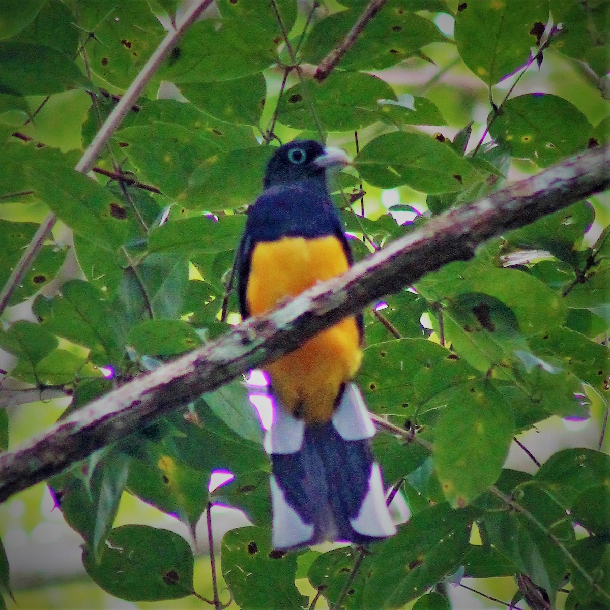 trogon zelenohřbetý - ML300789801