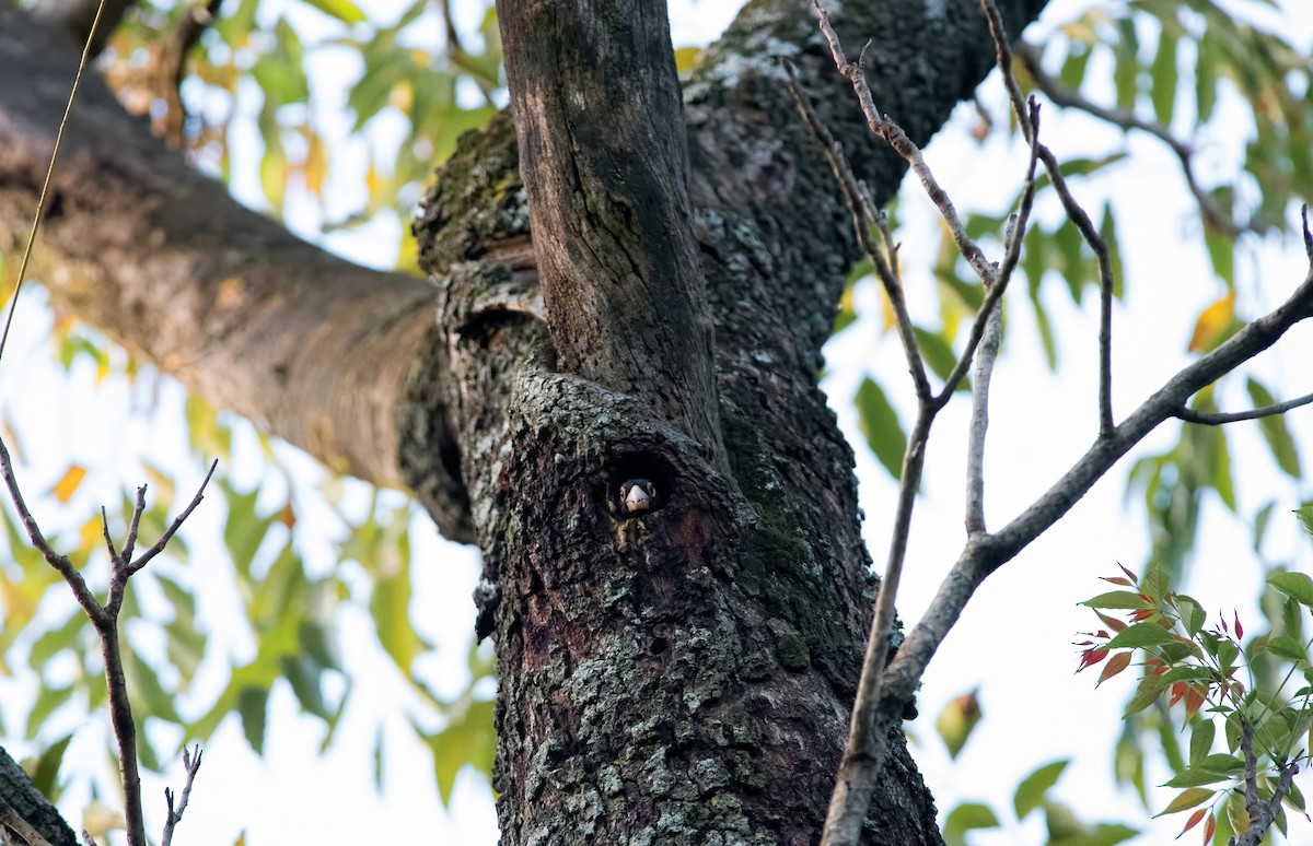 Doppelzahn-Bartvogel - ML30079001