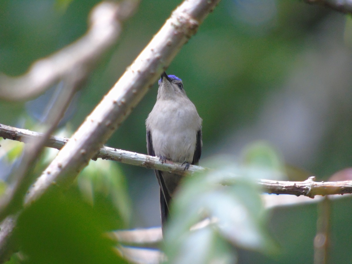 kolibřík klínoocasý - ML30079391