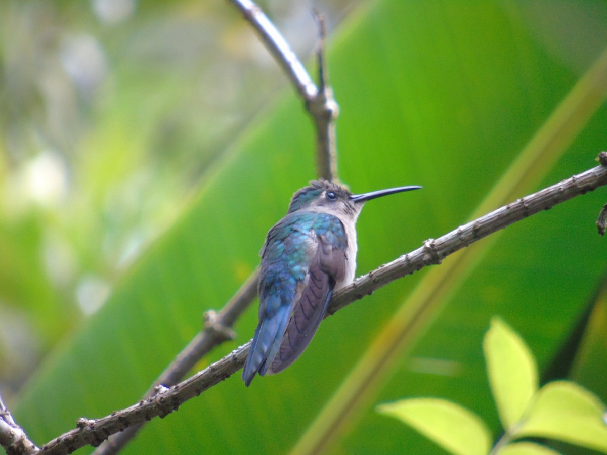 kolibřík klínoocasý - ML30079401