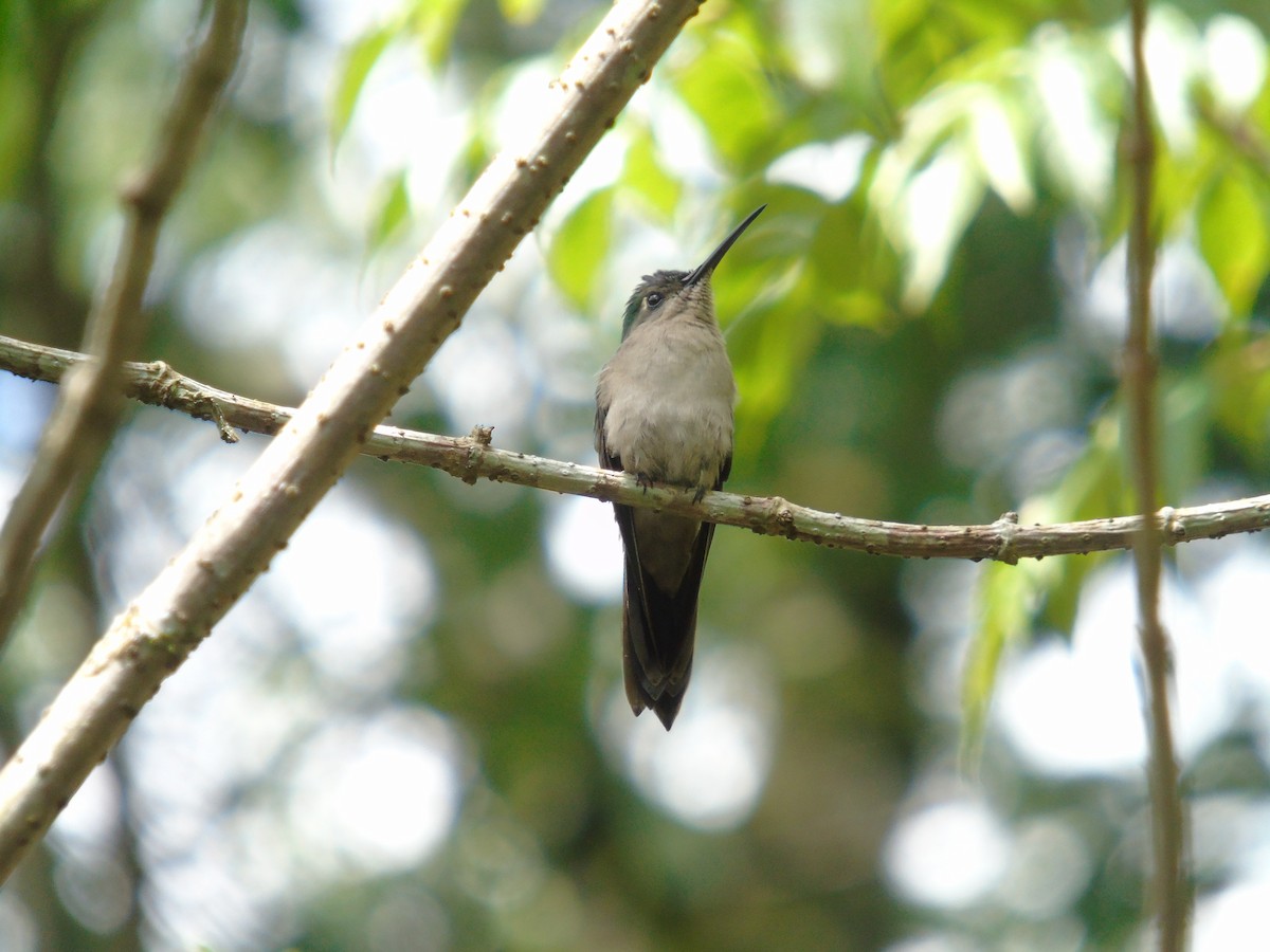 Wedge-tailed Sabrewing - ML30079421