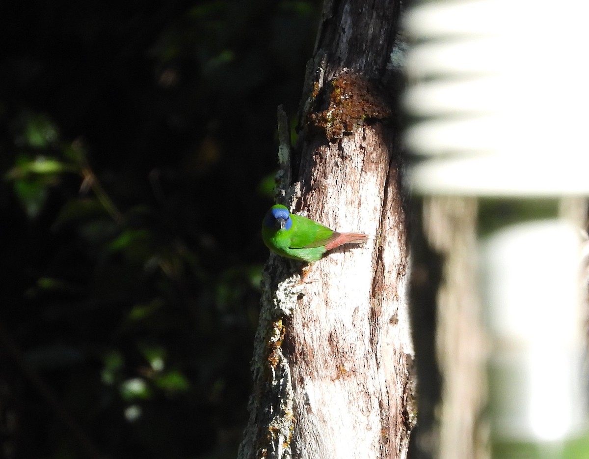 Blue-faced Parrotfinch - ML300795331