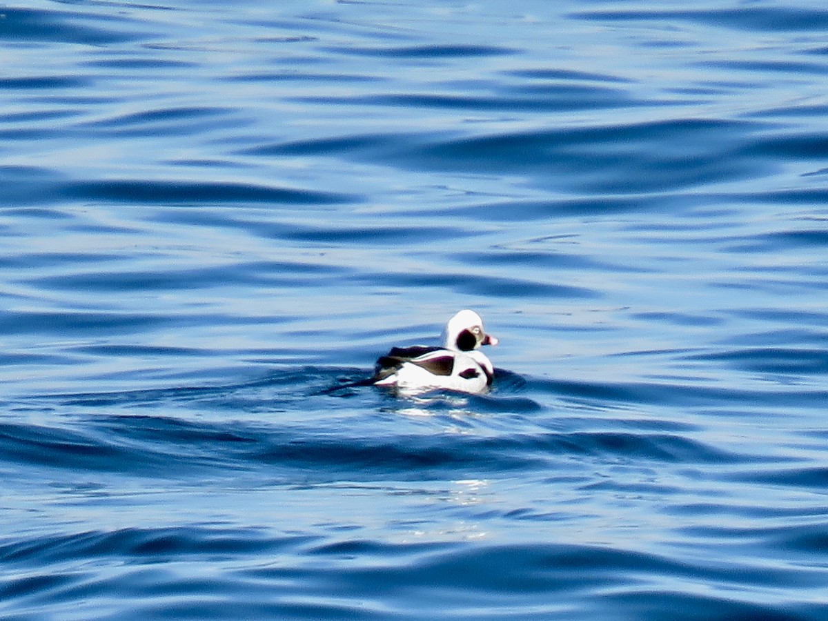 Long-tailed Duck - ML300796581