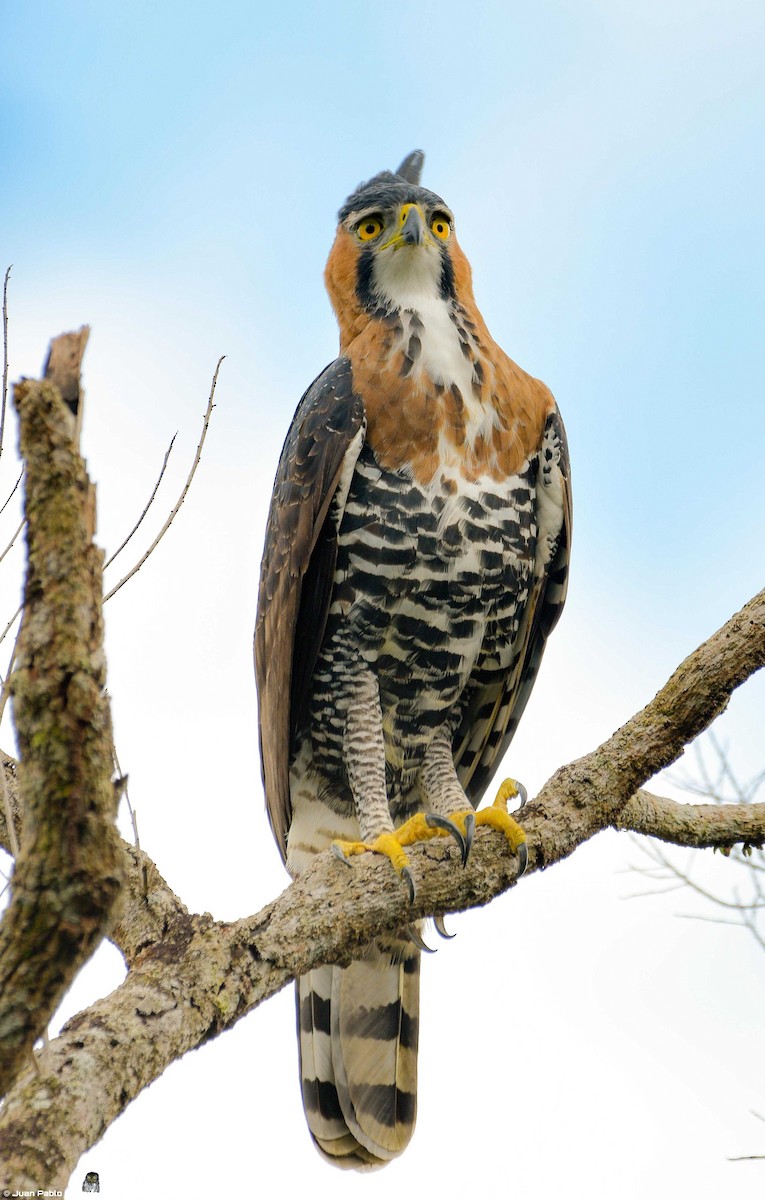 Ornate Hawk-Eagle - Juan Pablo Ligorria