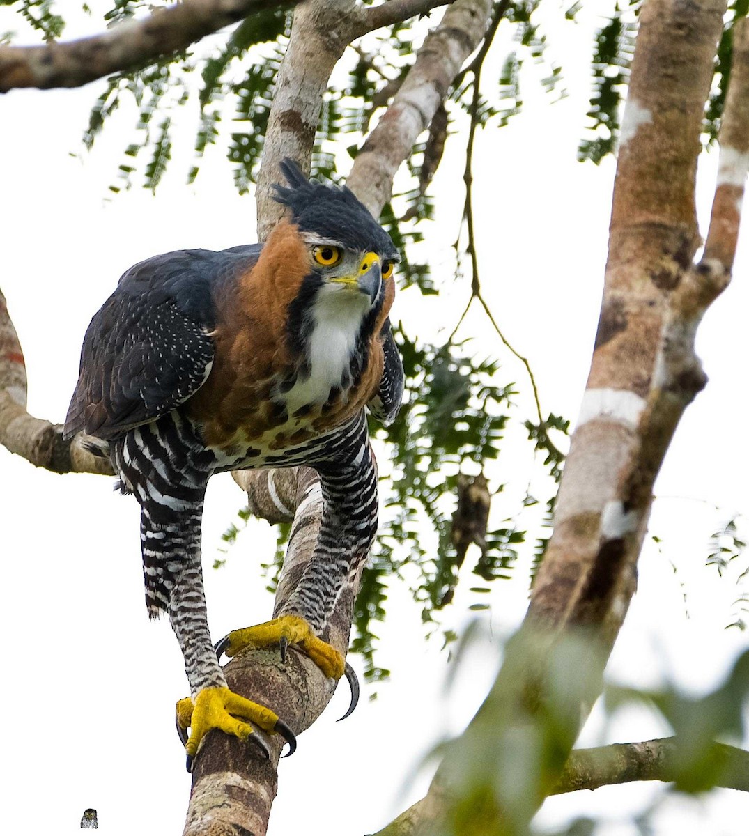 Ornate Hawk-Eagle - ML300796701