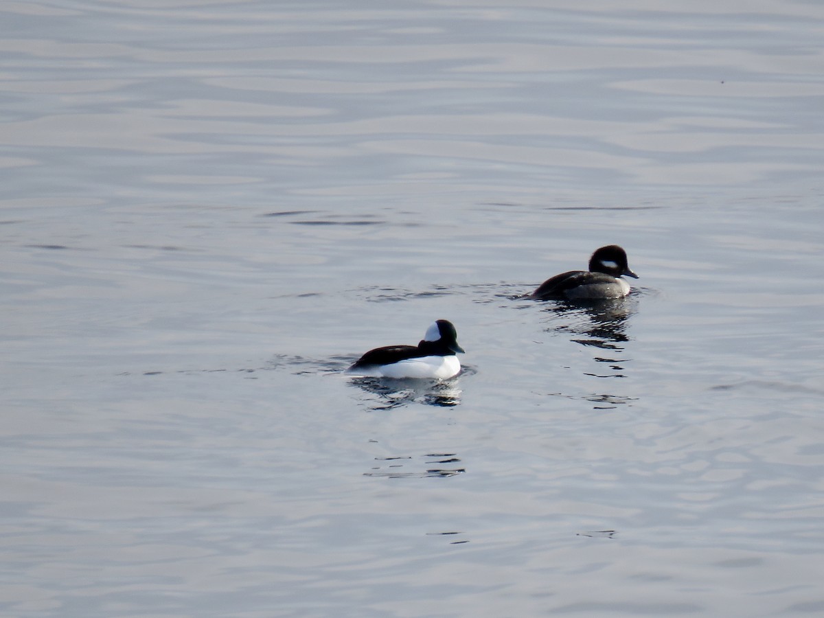Bufflehead - ML300797091