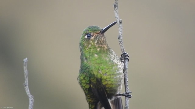 kolibřík Williamův - ML300797281
