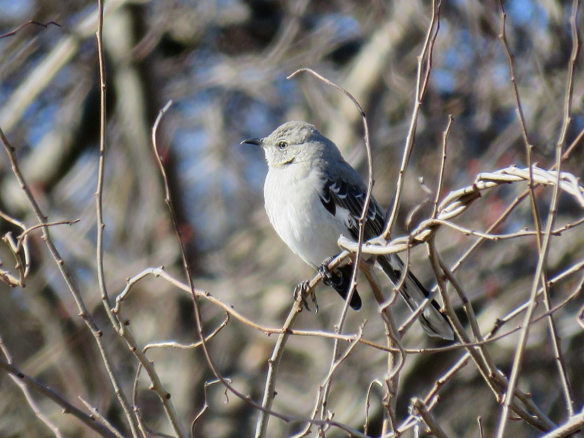 Northern Mockingbird - ML300797301