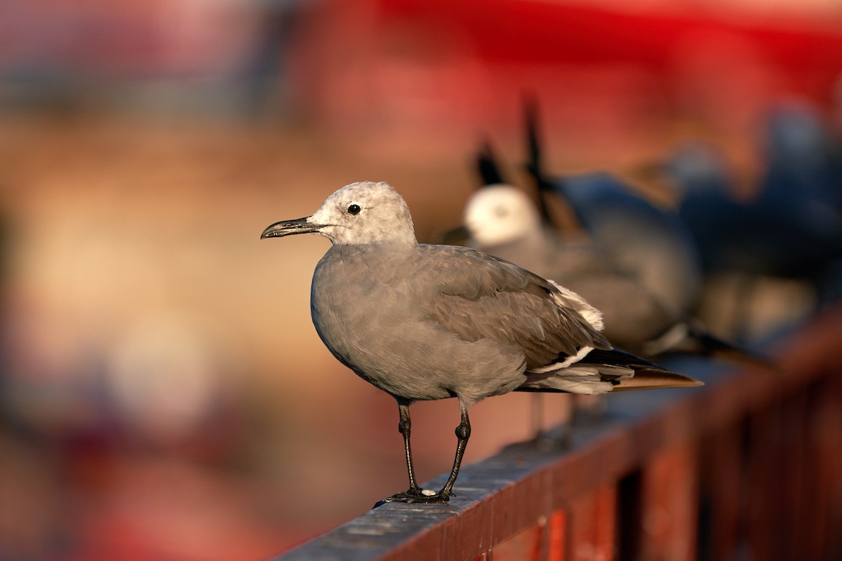Gray Gull - ML300798171