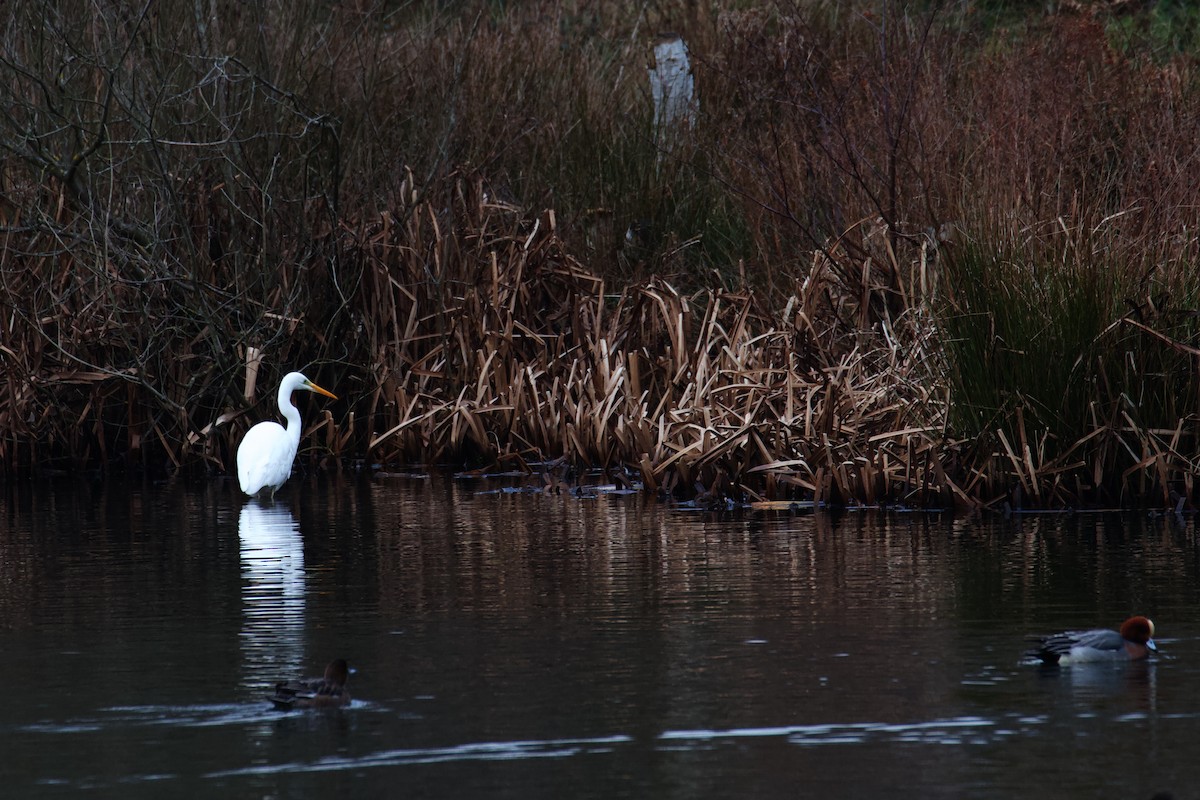 Great Egret - ML300798581