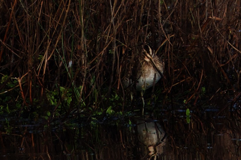 Common Snipe - ML300798911