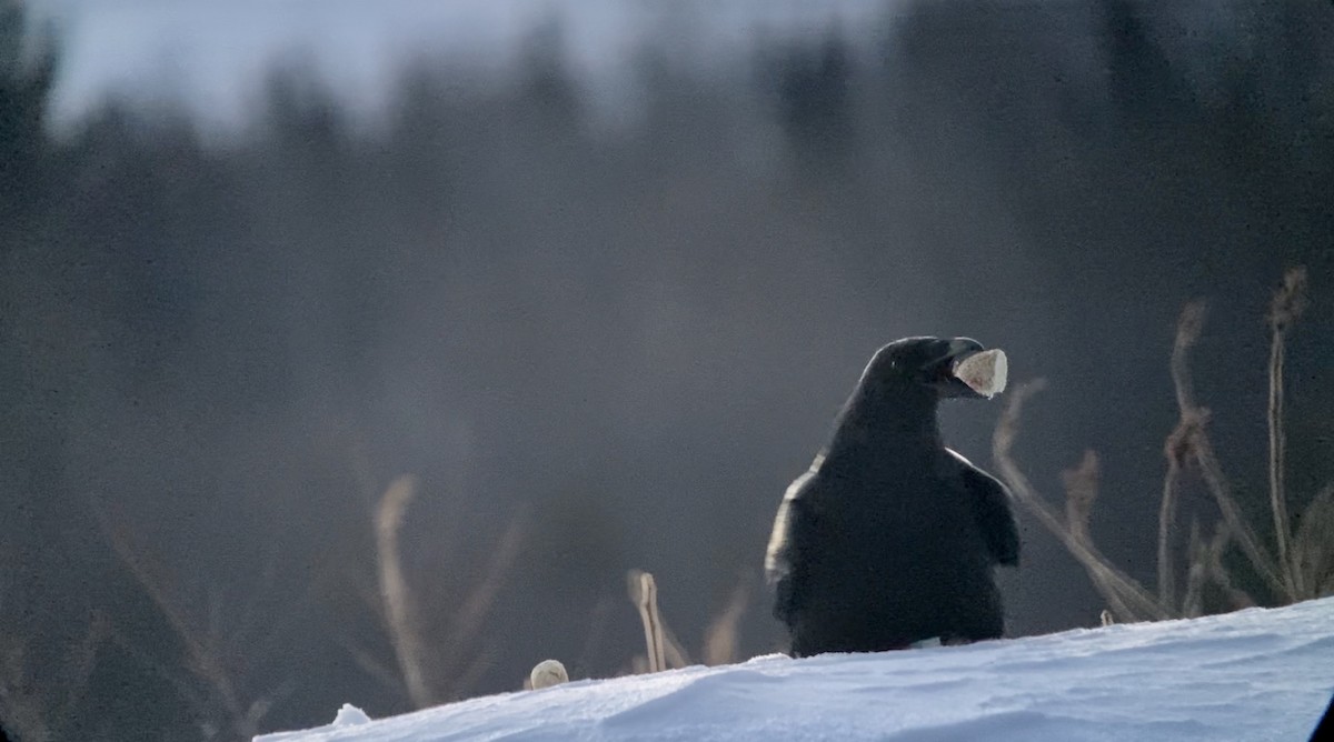 Common Raven - André BERNARD