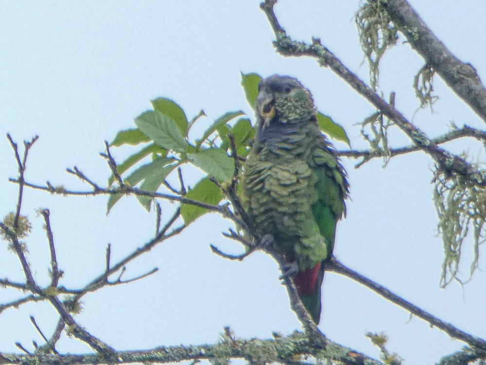 アケボノインコモドキ - ML300801521