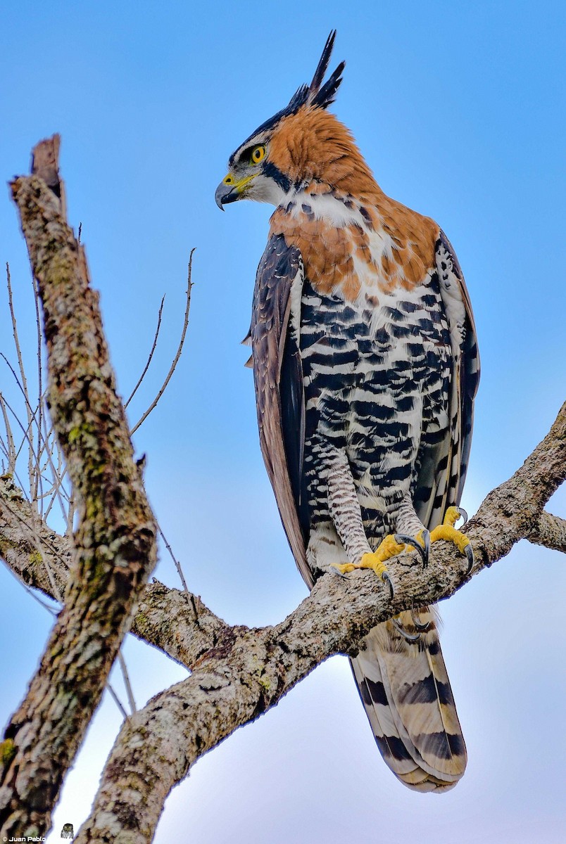 Ornate Hawk-Eagle - Juan Pablo Ligorria