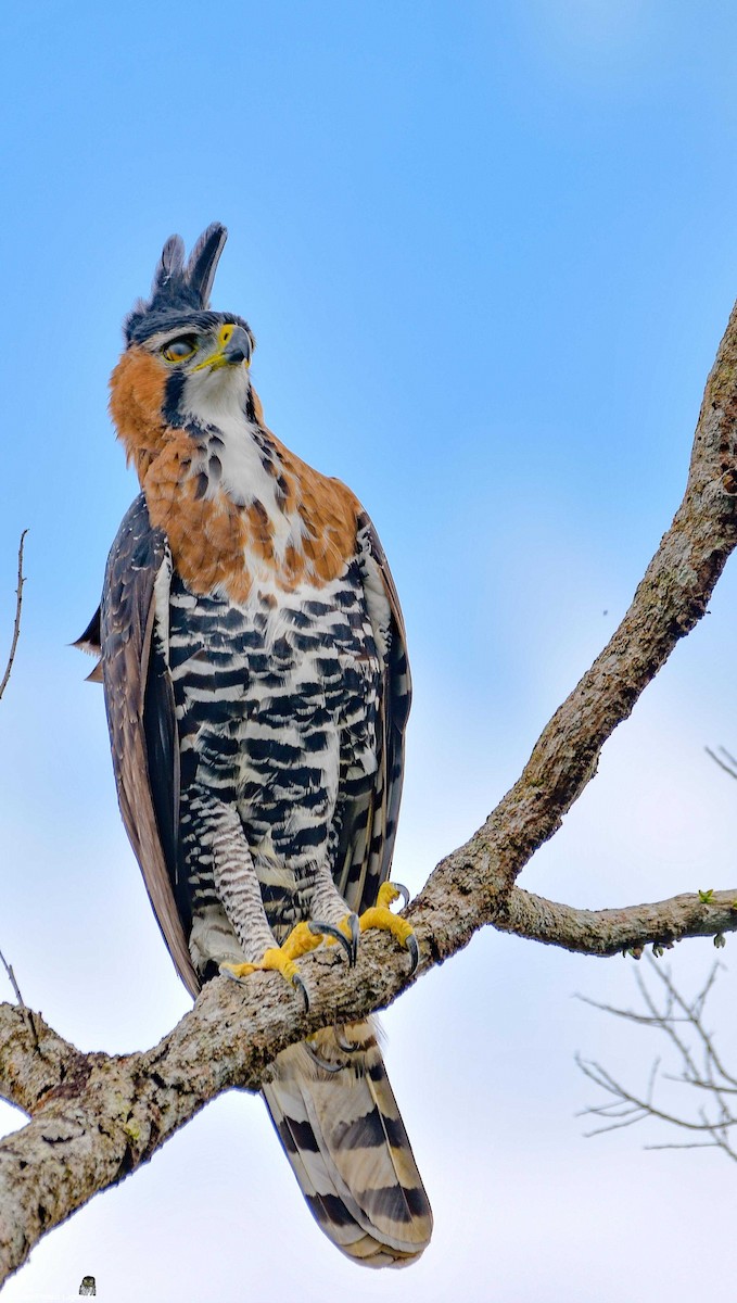 Ornate Hawk-Eagle - Juan Pablo Ligorria