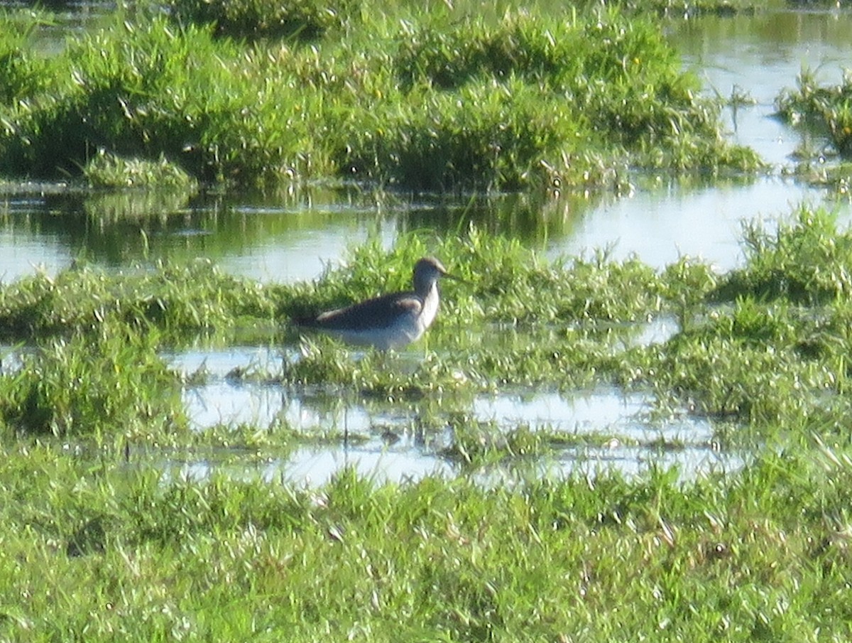 Lesser Yellowlegs - ML30080371