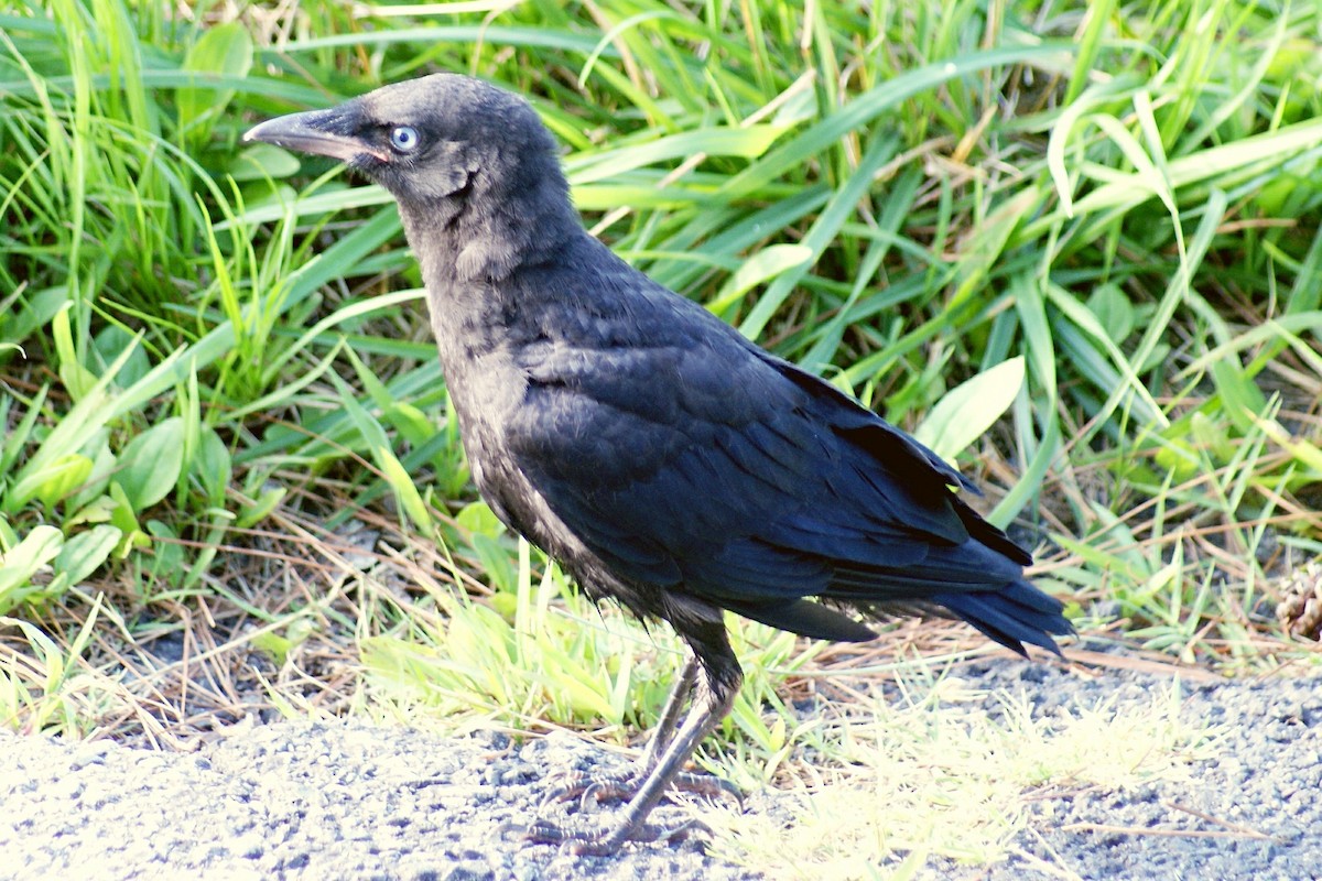 American Crow - ML30080381