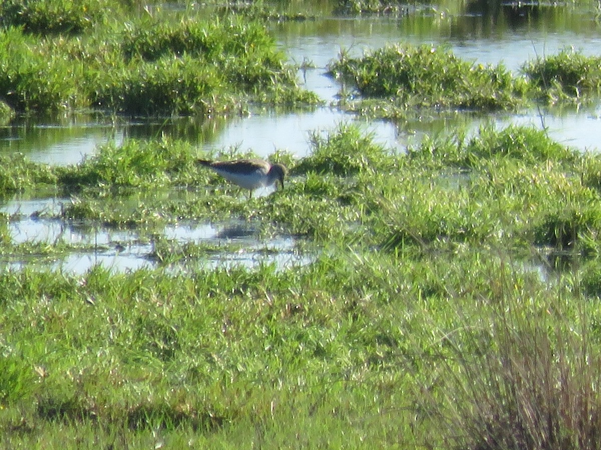 Lesser Yellowlegs - ML30080421