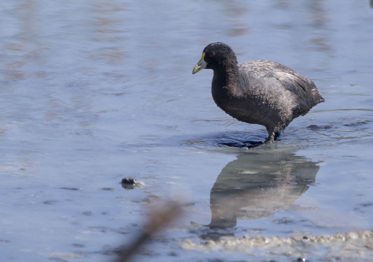 White-winged Coot - Williams Daniel Nuñez