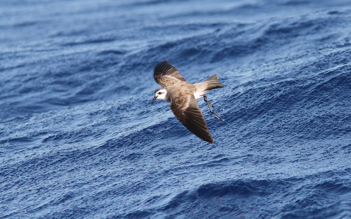 White-faced Storm-Petrel - ML300807741